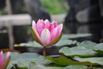 莲花