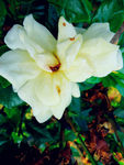 野茶花