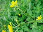 野黄花