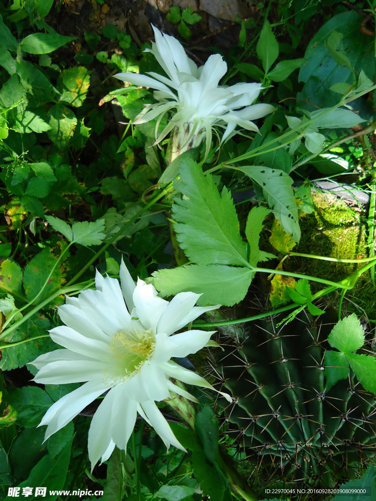 野白花