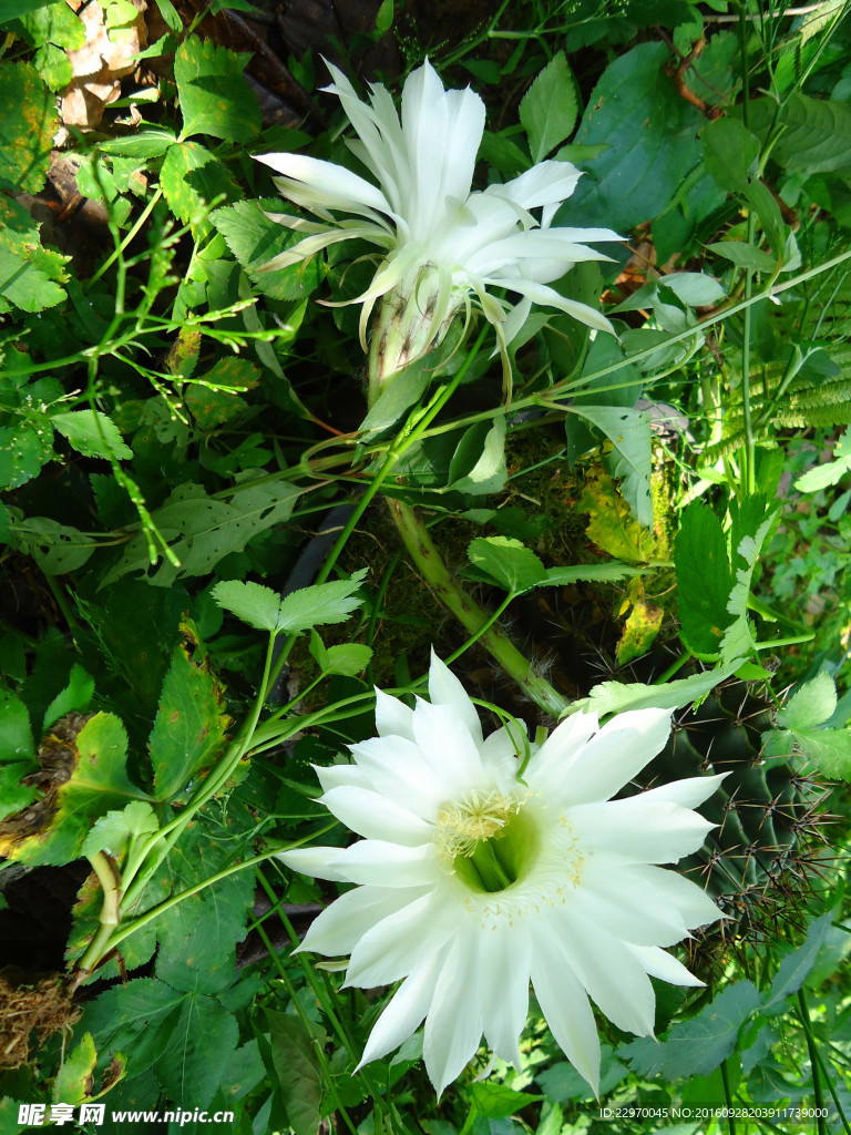 野白花