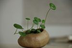绿意小清新