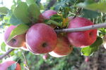 新苹红  苹果树