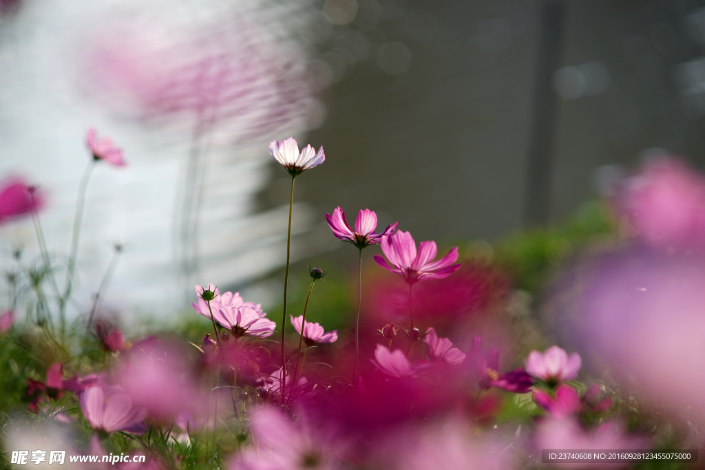 湿地波斯菊