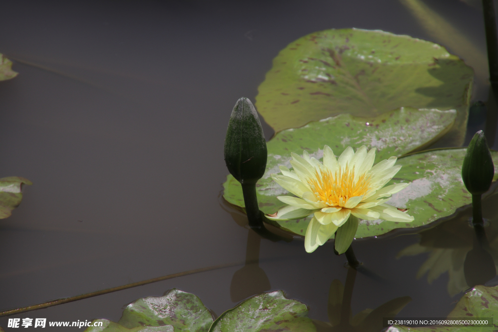 莲花