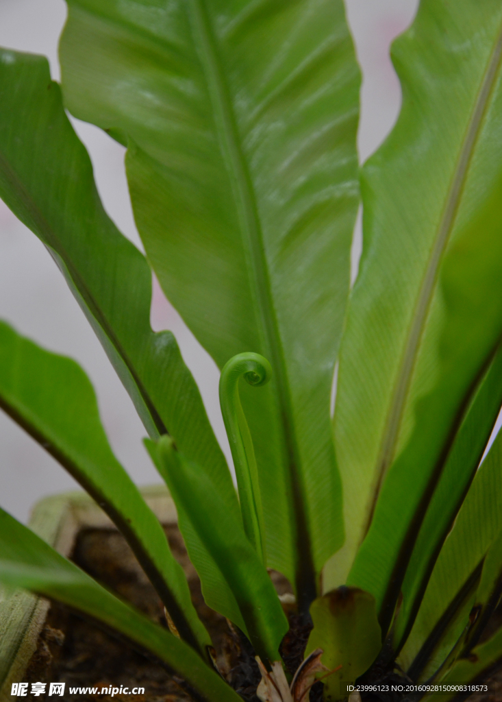 绿色植物