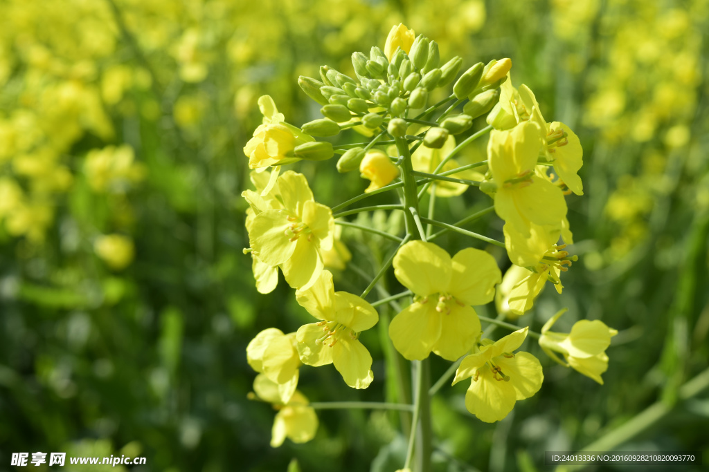 油菜花
