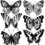 六个素描蝴蝶标本