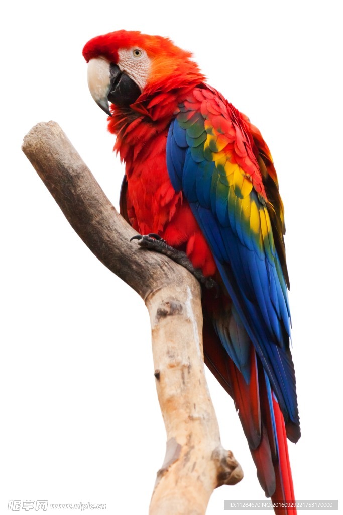 南美红鹦鹉