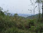 荒山野草