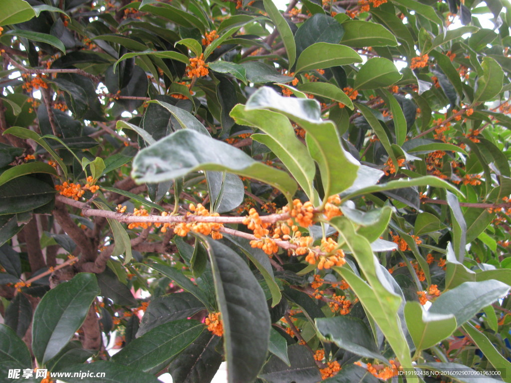 桂花