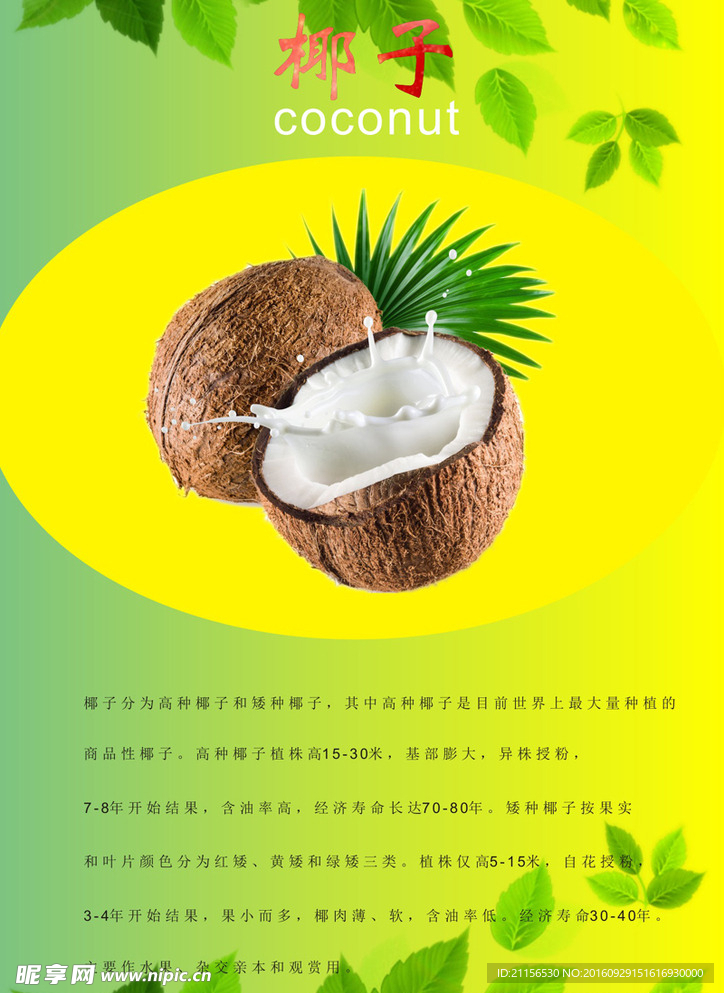 椰子海报