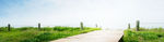 绿色清新banner