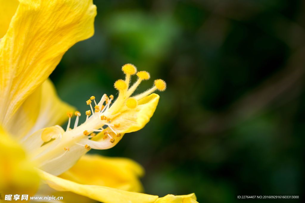 花蕊