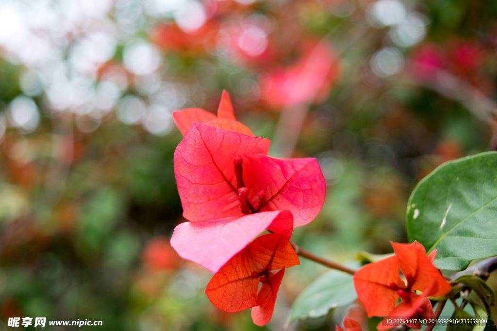 杜鹃花