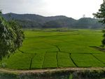 下午的田野