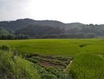 山川田野