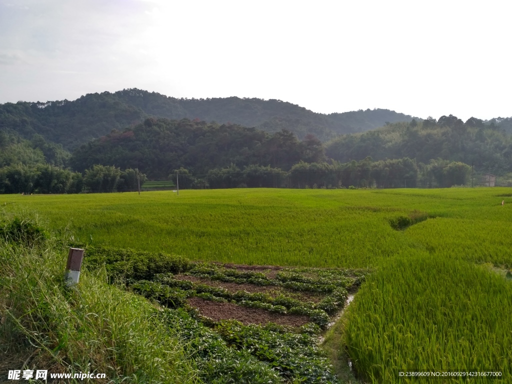 山川田野