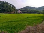 下午的田野