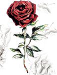 玫瑰花 油画 手绘 卡通
