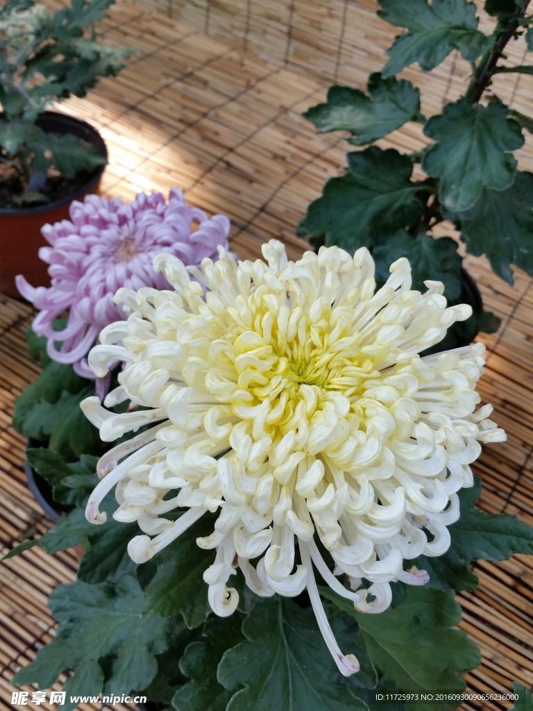 菊花