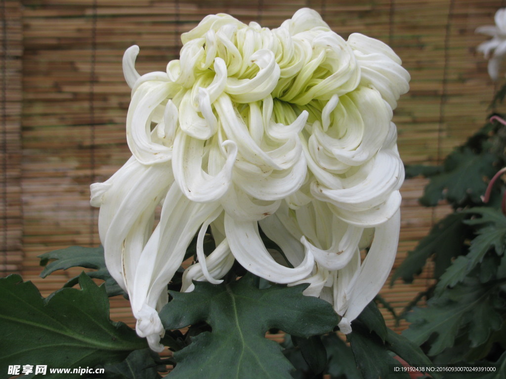 菊花