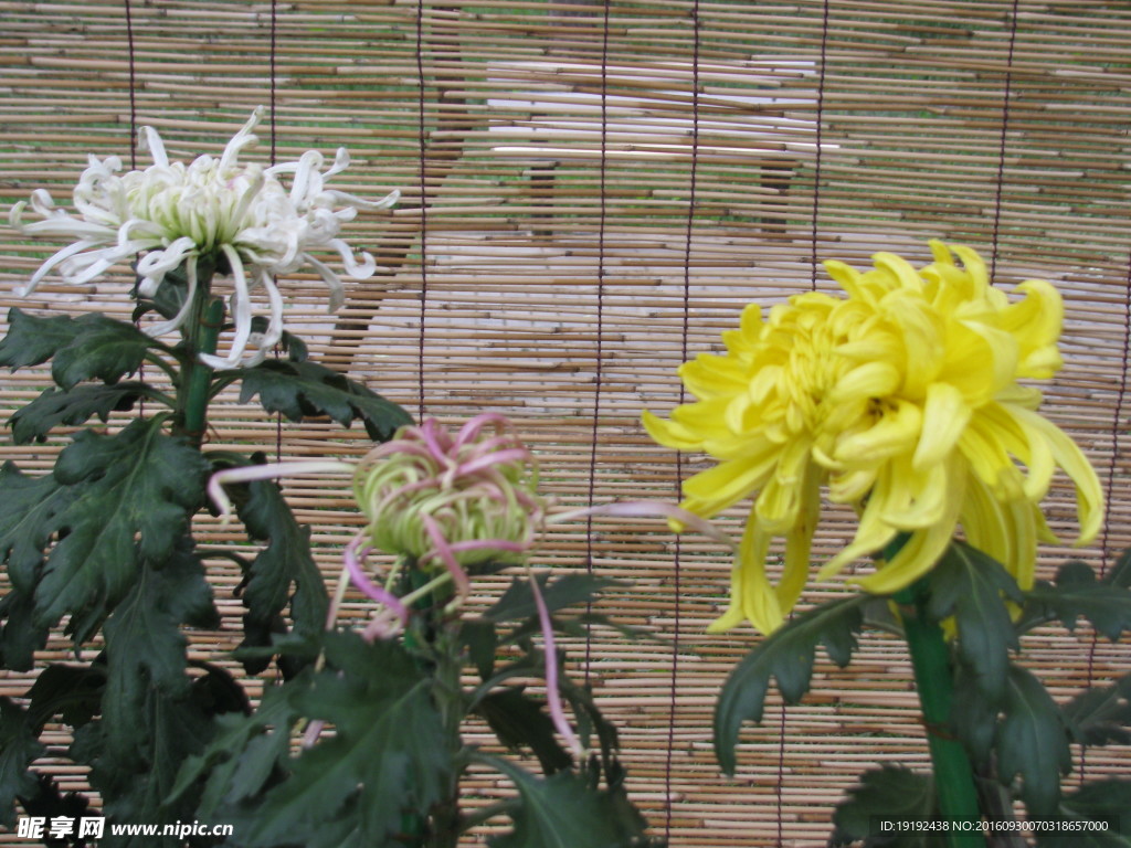 菊花