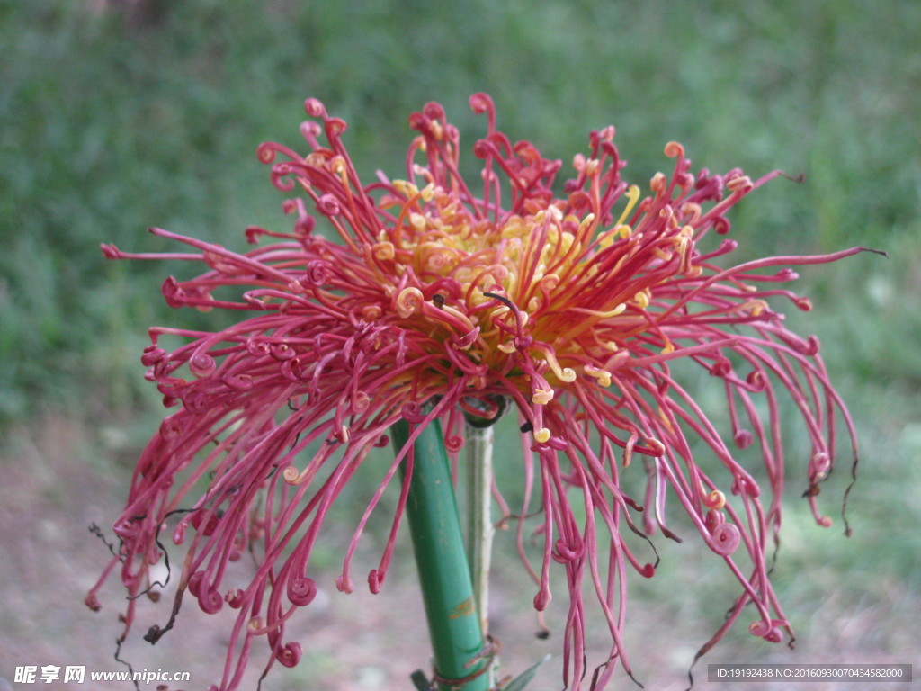 菊花