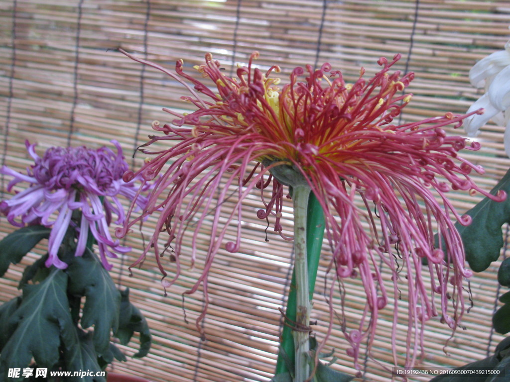菊花