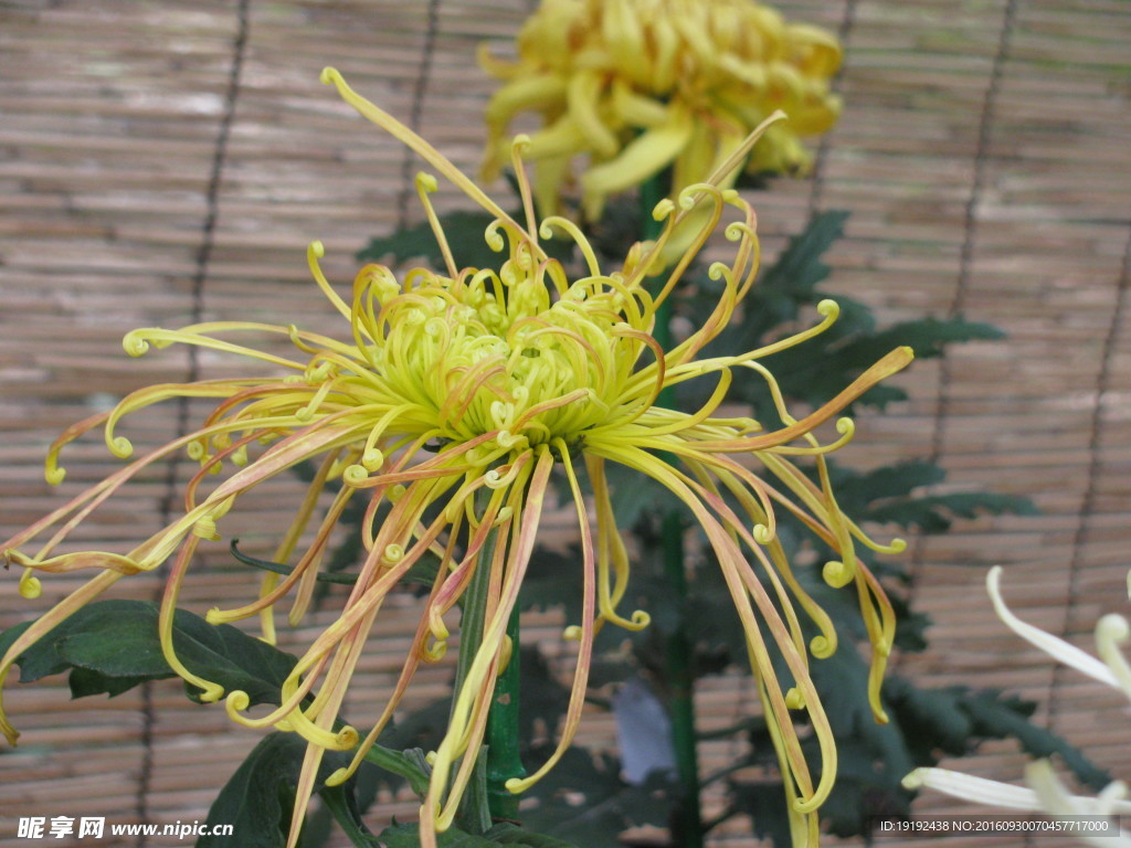 菊花