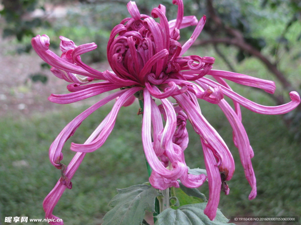 菊花
