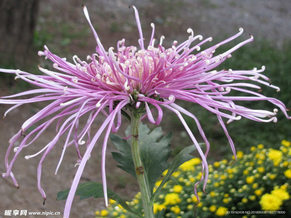 菊花
