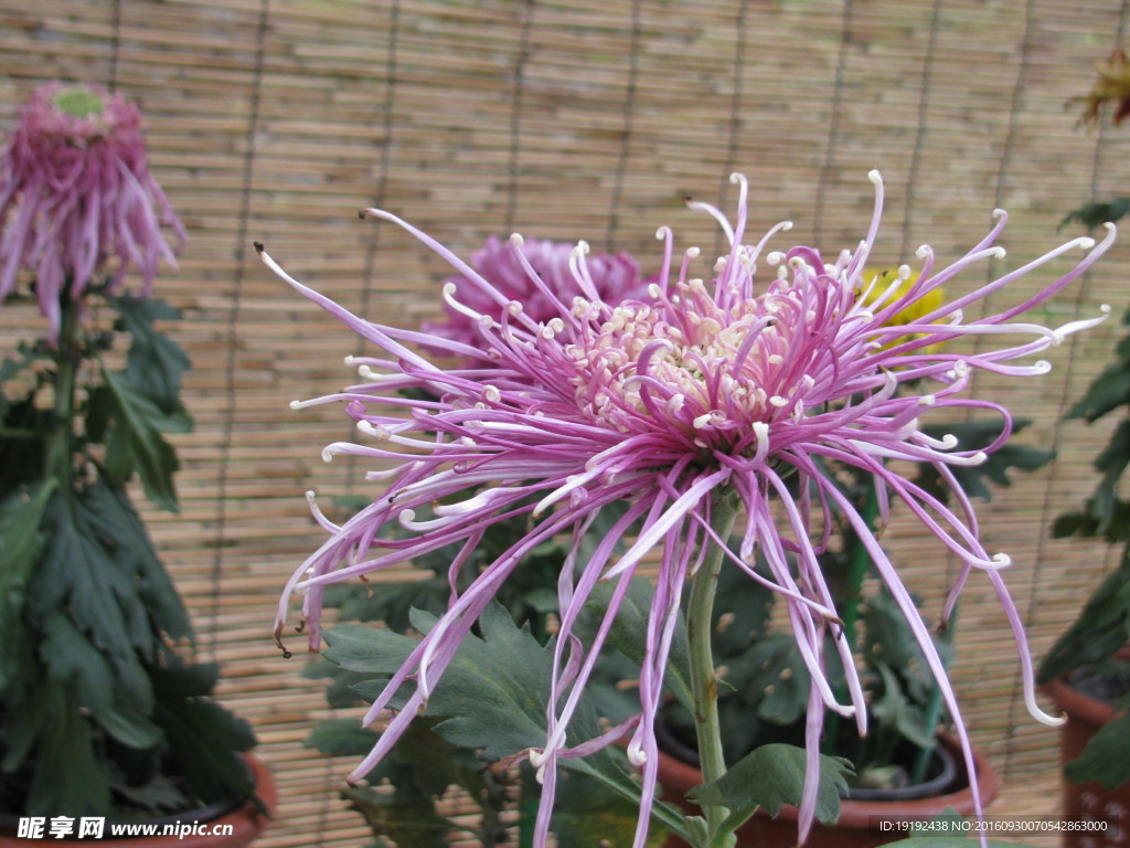 菊花