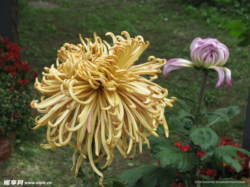 菊花