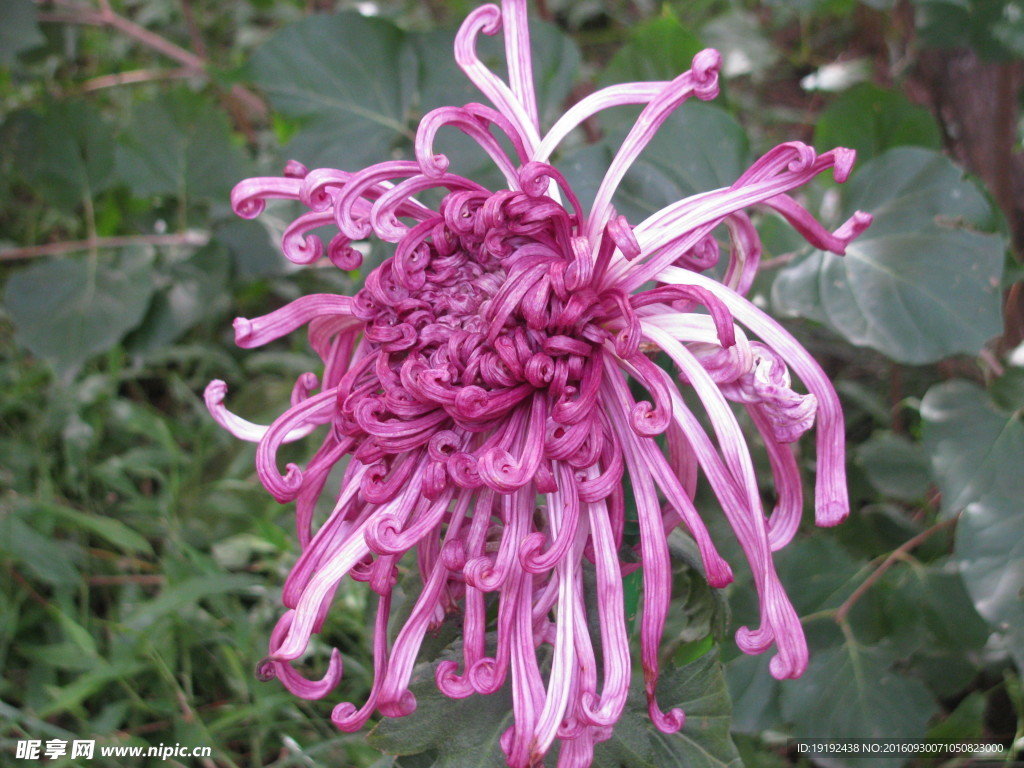 菊花