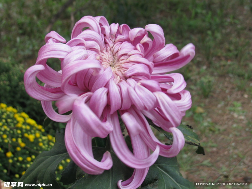 菊花