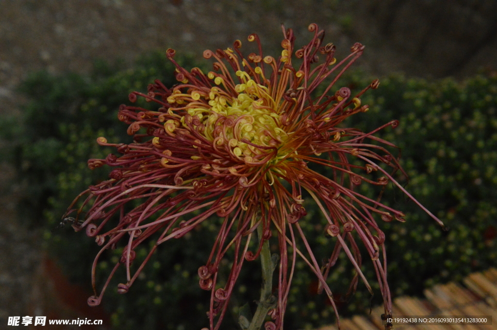 菊花