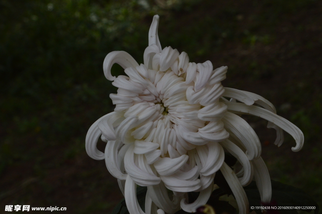 菊花