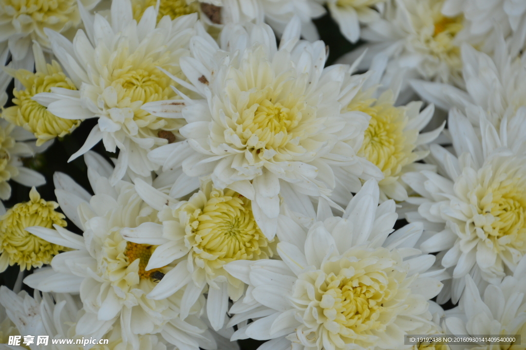 菊花