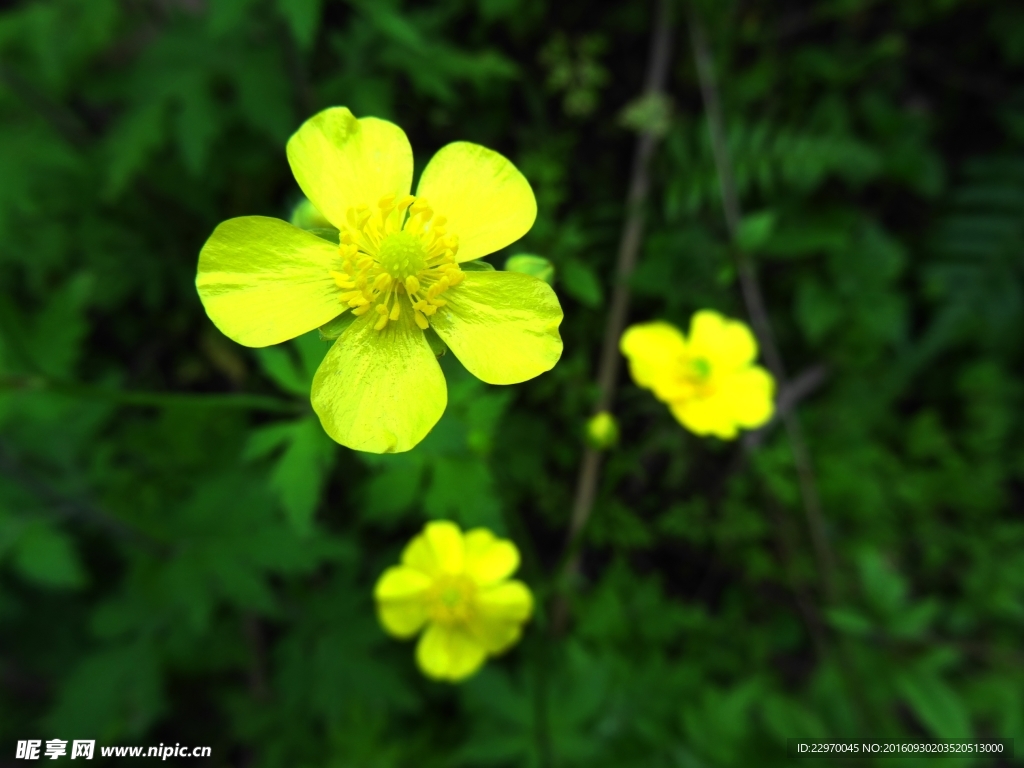 野黄花