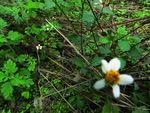 野白花