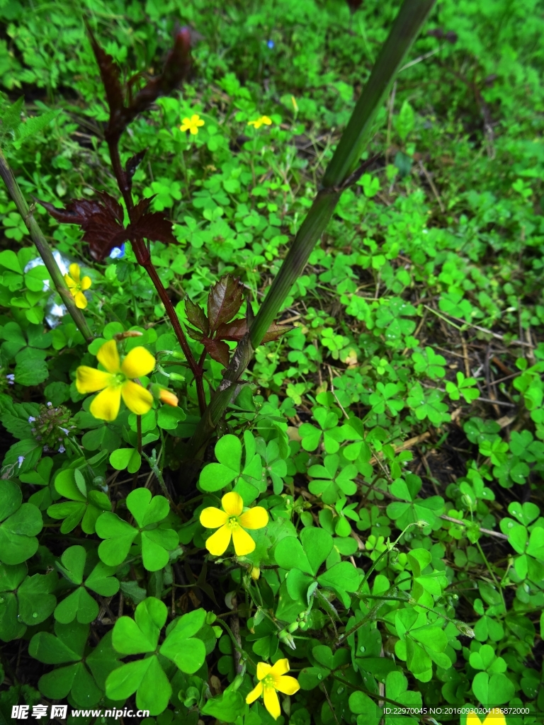 野黄花