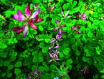 草籽花 红花