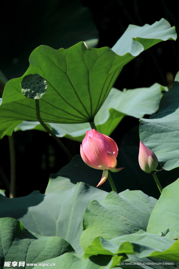 荷花