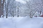 深雪