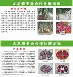 火龙果专业合作社展示板