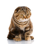 折耳猫