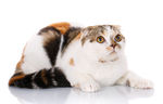 折耳猫