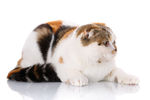 折耳猫