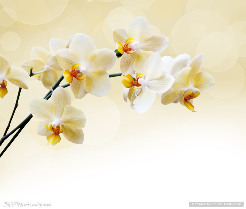 鸡蛋花